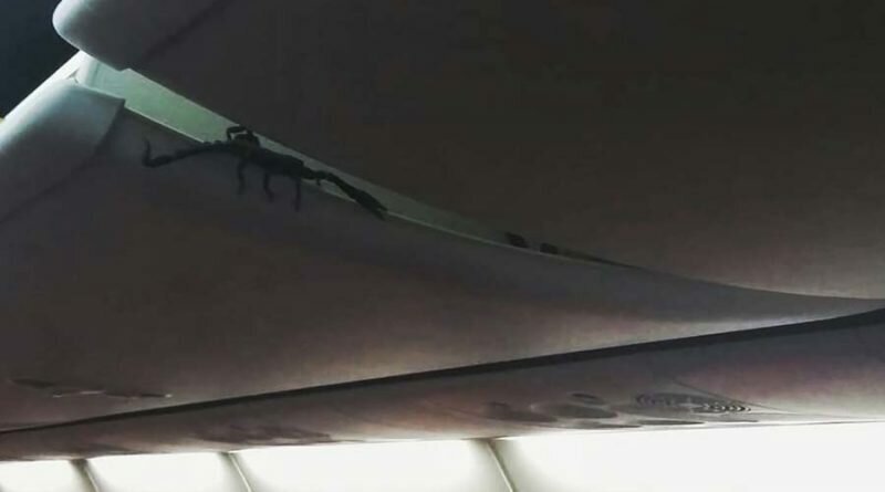 Скорпион пробрался в салон самолёта и всполошил пассажиров
