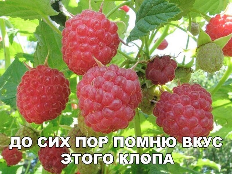 Прикольные и смешные картинки