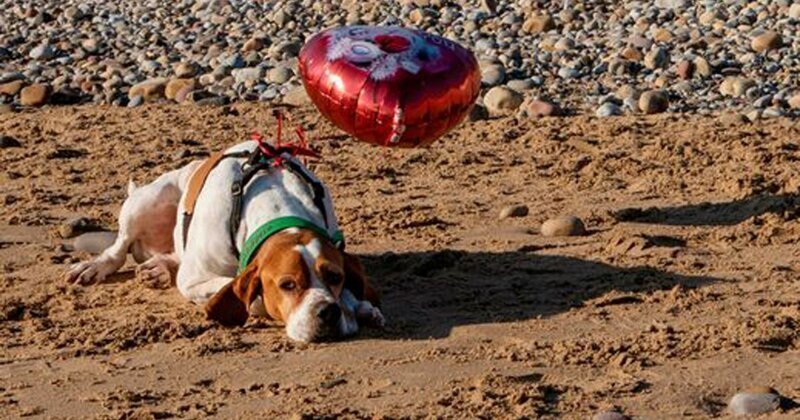 Тайна грустного пса, "брошенного" на пляже в День святого Валентина