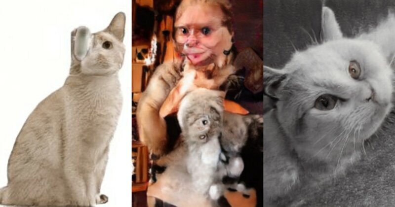 На святое покусились: нейросеть создает портреты котиков, место которых - в фильмах ужаса