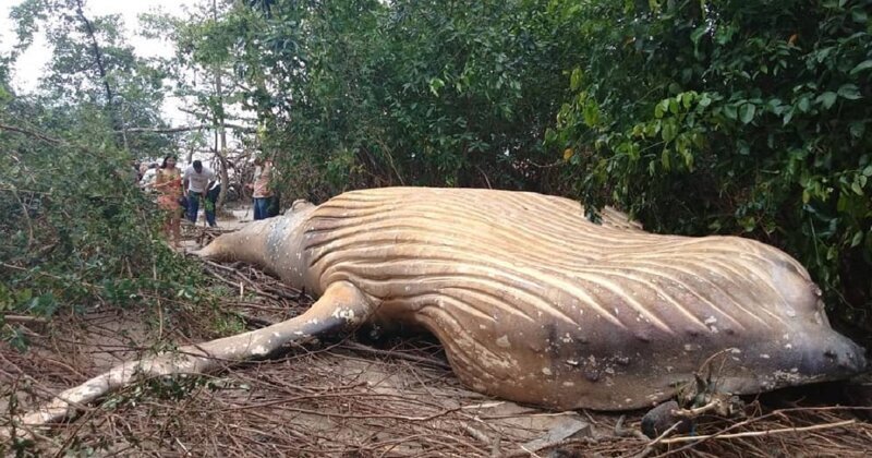 Ученые пытаются выяснить, каким образом оказался горбатый кит в джунглях Амазонки