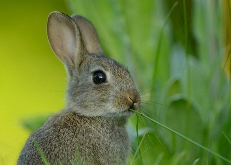 Интересные факты про зайцев