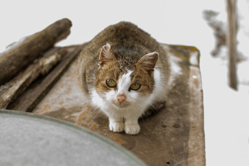 Кошек много не бывает!