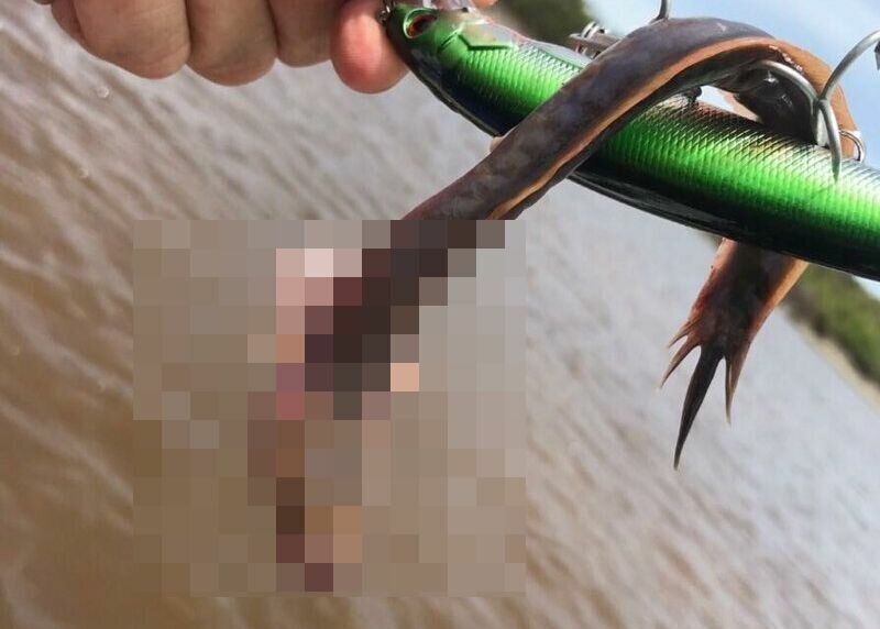 В Австралии рыбак выловил редкого монстра