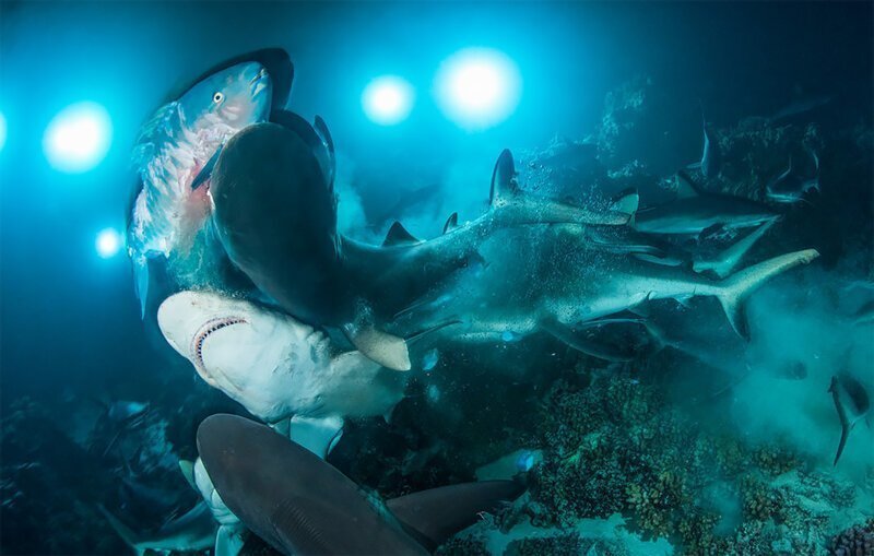 Подводный мир: победители конкурса Underwater Photographer of the Year 2019