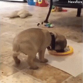 Собаки и еда