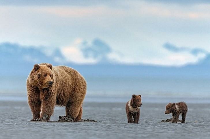 Бурые медведи Аляски через объектив фотографа Инго Арндта