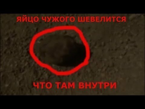 Странное существо! яйцо чужого шевелится что то странное там