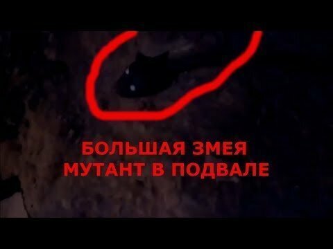 Большая змея мутант напугал охотника в подвале