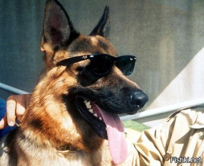 Самая богатая собака в мире- Гюнтер IV с капиталом в 373 млн