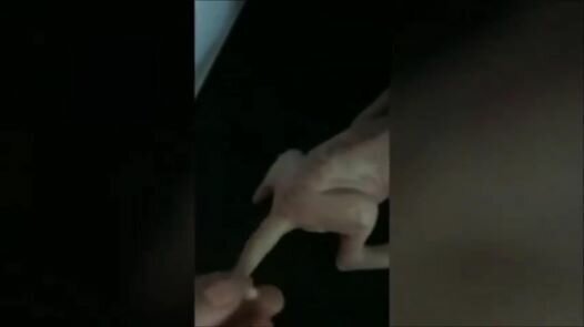 Оборотень родился в малайзии