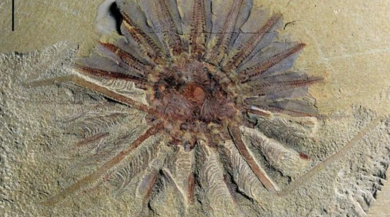 В Китае обнаружен древний морской монстр, которому около 520 миллионов лет