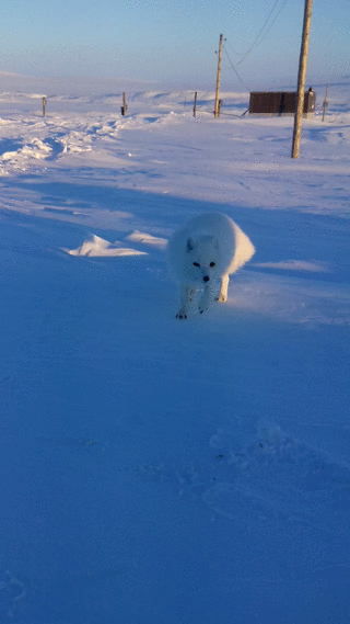 Пришел за угощением