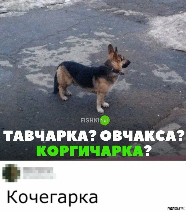 Коргичарка