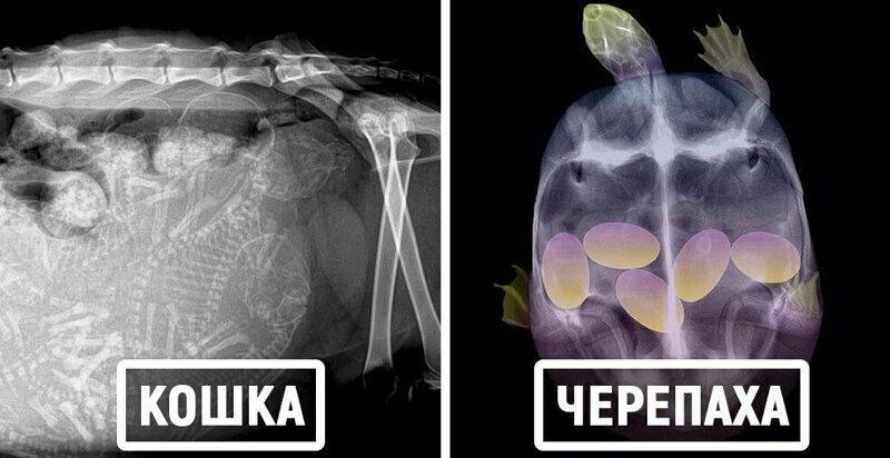 16 удивительных рентгеновских снимков беременных животных