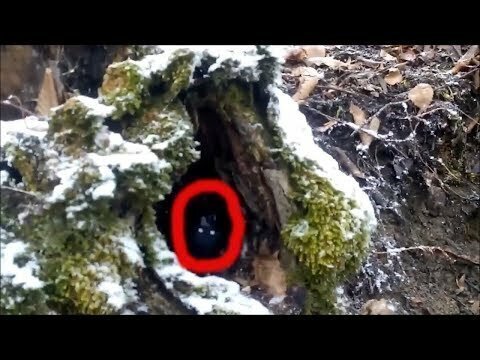 Странное существо снято на камеру в лесу 29 марта 2019 г