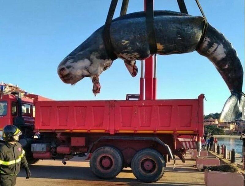 Мусор убивает: Мертвый кашалот на берегах Сардинии