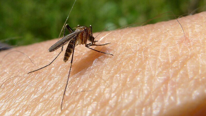 Россияне боятся комаров, думая что те заразят их ВИЧ