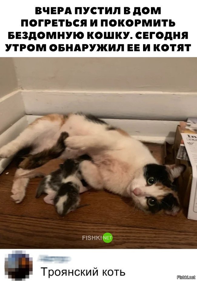 Троянский Коть