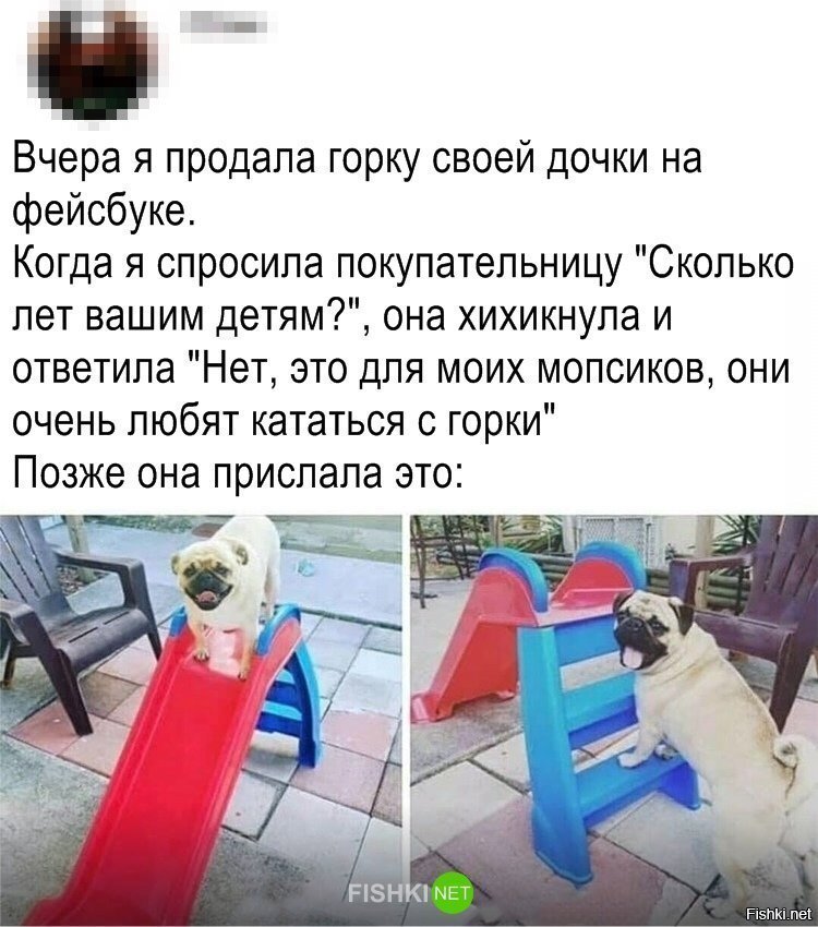 Самые счастливые мопсы