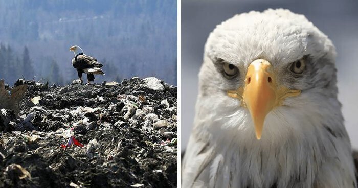 Белоголовые орланы переносят мусор со свалки в город, и люди не знают, что с этим делать