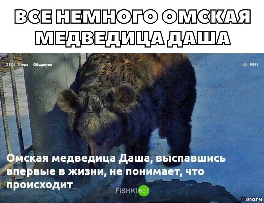 Все мы немного Омская медведица Даша