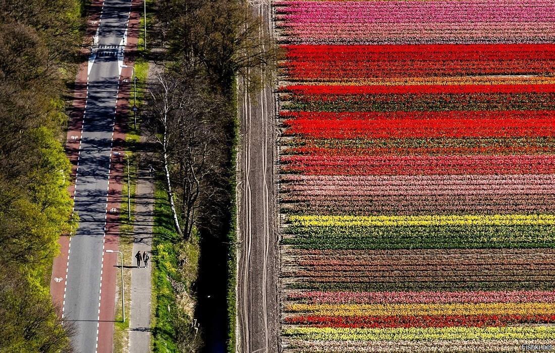 Сезон цветения гиацинтов и тюльпанов в Нидерландах