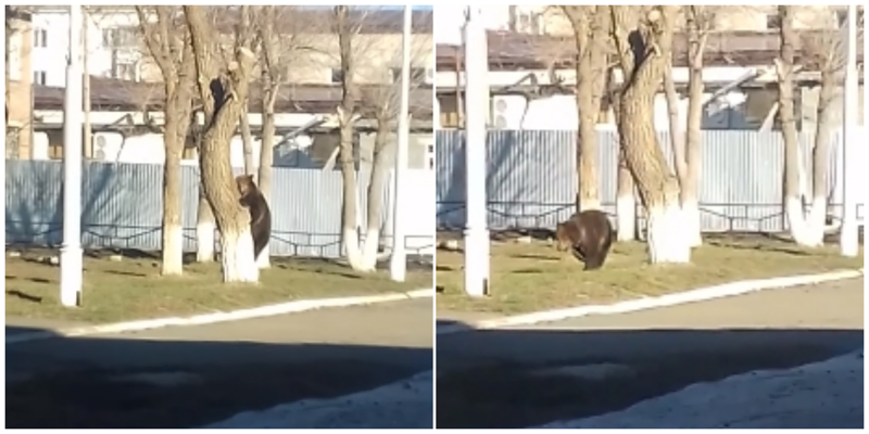 В центре города Оренбургской области обнаружили привязанного к дереву медведя