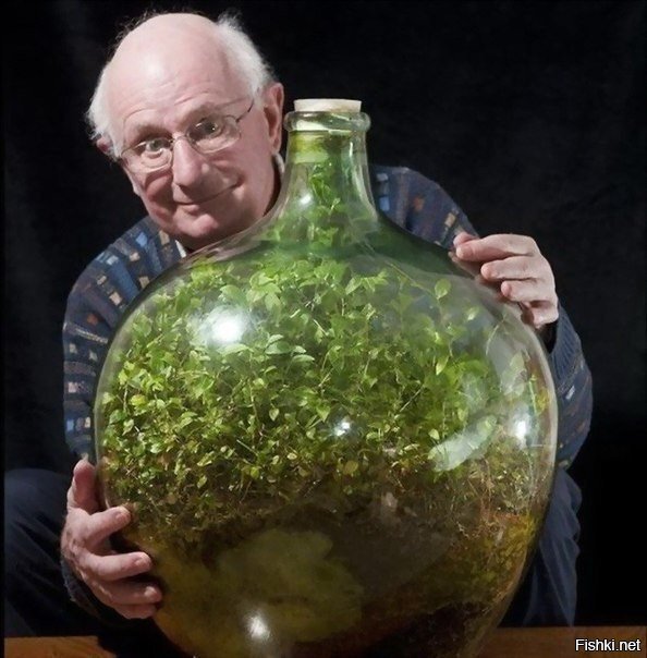 Дэвид Латимер и его традесканция — растение, которое он 40 лет назад посадил ...