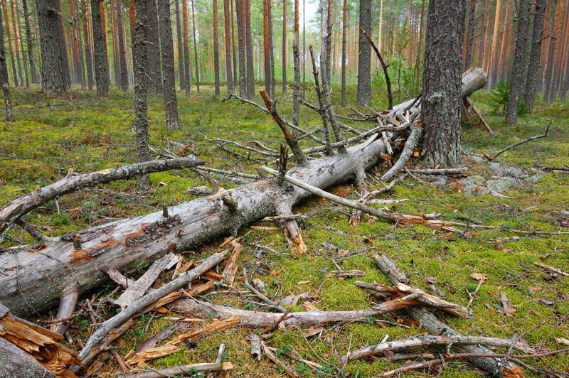 Закон о сборе валежника в лесу 