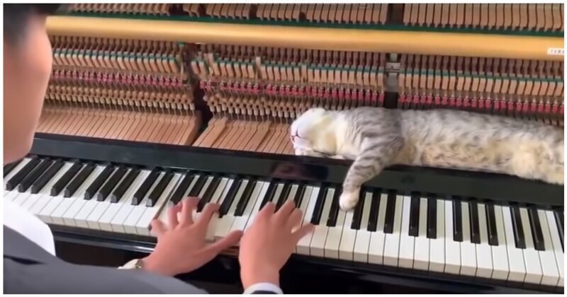 Кот решил вздремнуть на фортепиано, пока на нем играл хозяин