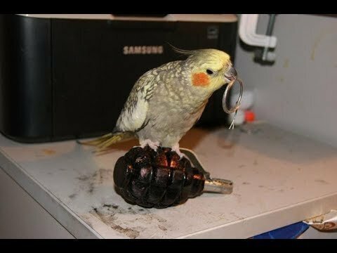 Никогда не думал, что попугаи такие смешные