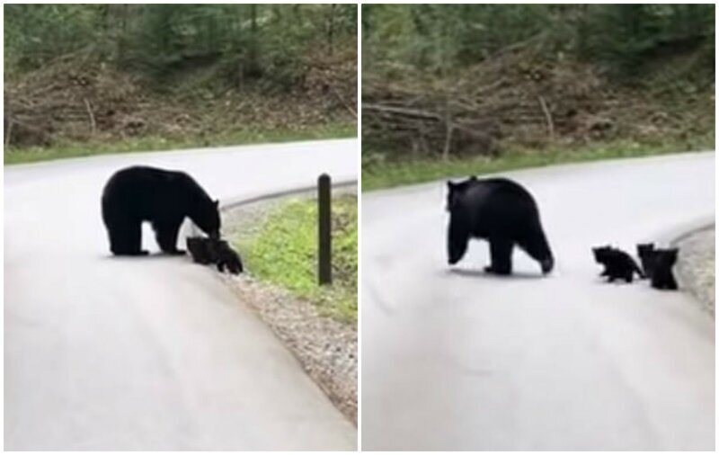 Водитель остановился, чтобы пропустить медведицу, но та была не одна