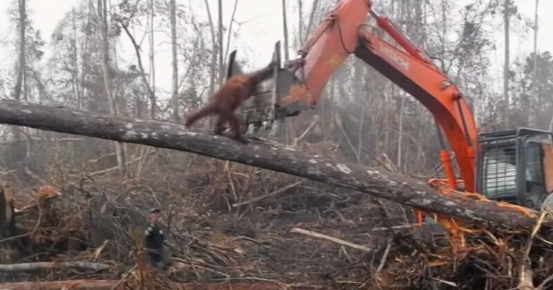 В Индонезии орангутан бросился на экскаватор, пытаясь спасти дерево