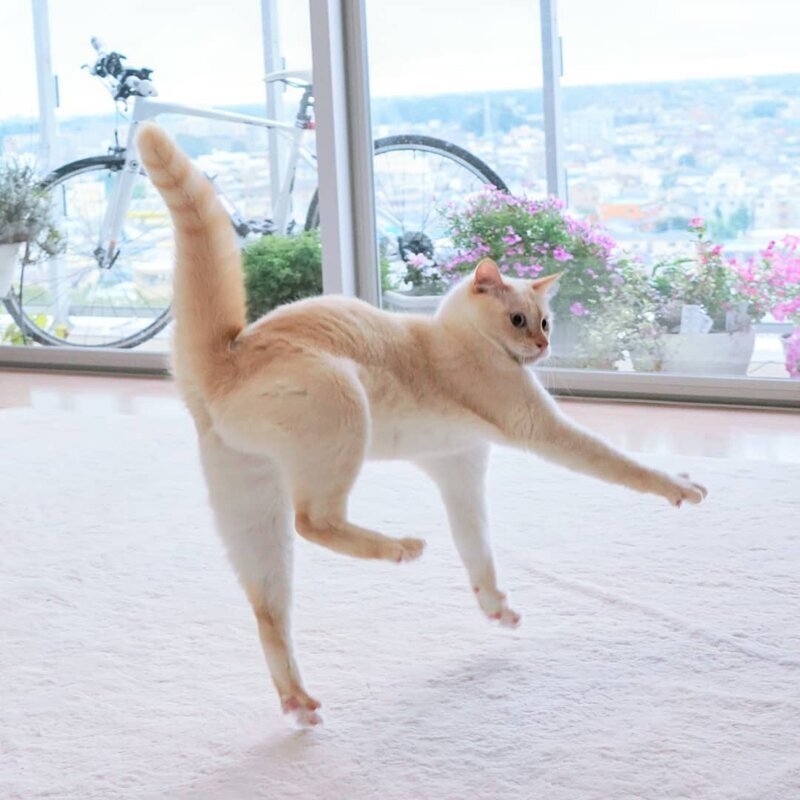 Кошки тоже умеют танцевать: 14 фотодоказательств