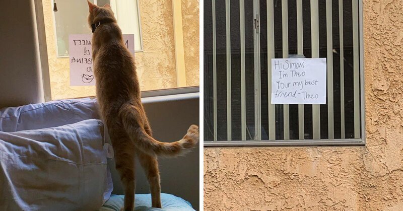 Как познакомиться с котом, живущим в доме напротив? Начать переписку с помощью стикеров на окне!