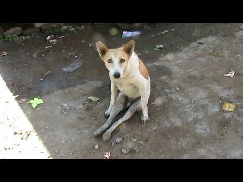 Спасение пса которого перехала машина