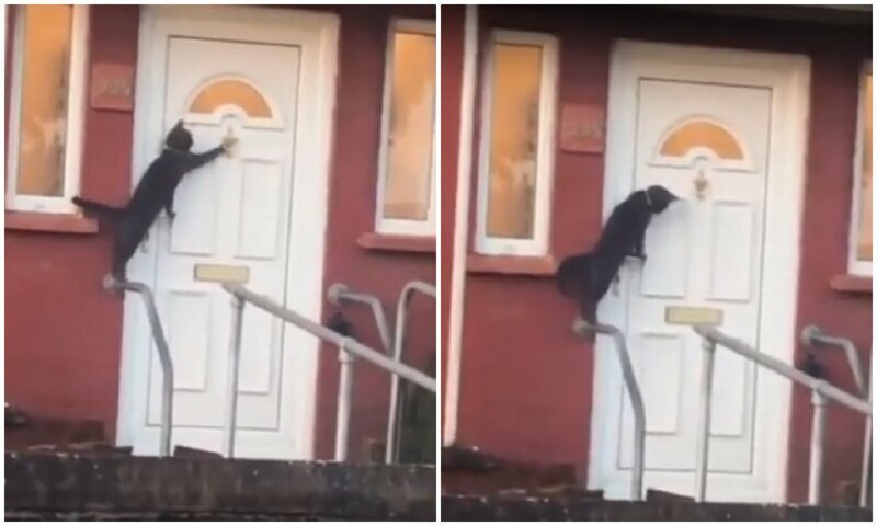 Вежливый кот стучится в дверь и терпеливо ждет, пока хозяева откроют