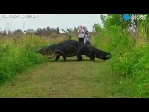 Огромный крокодил переходит дорогу