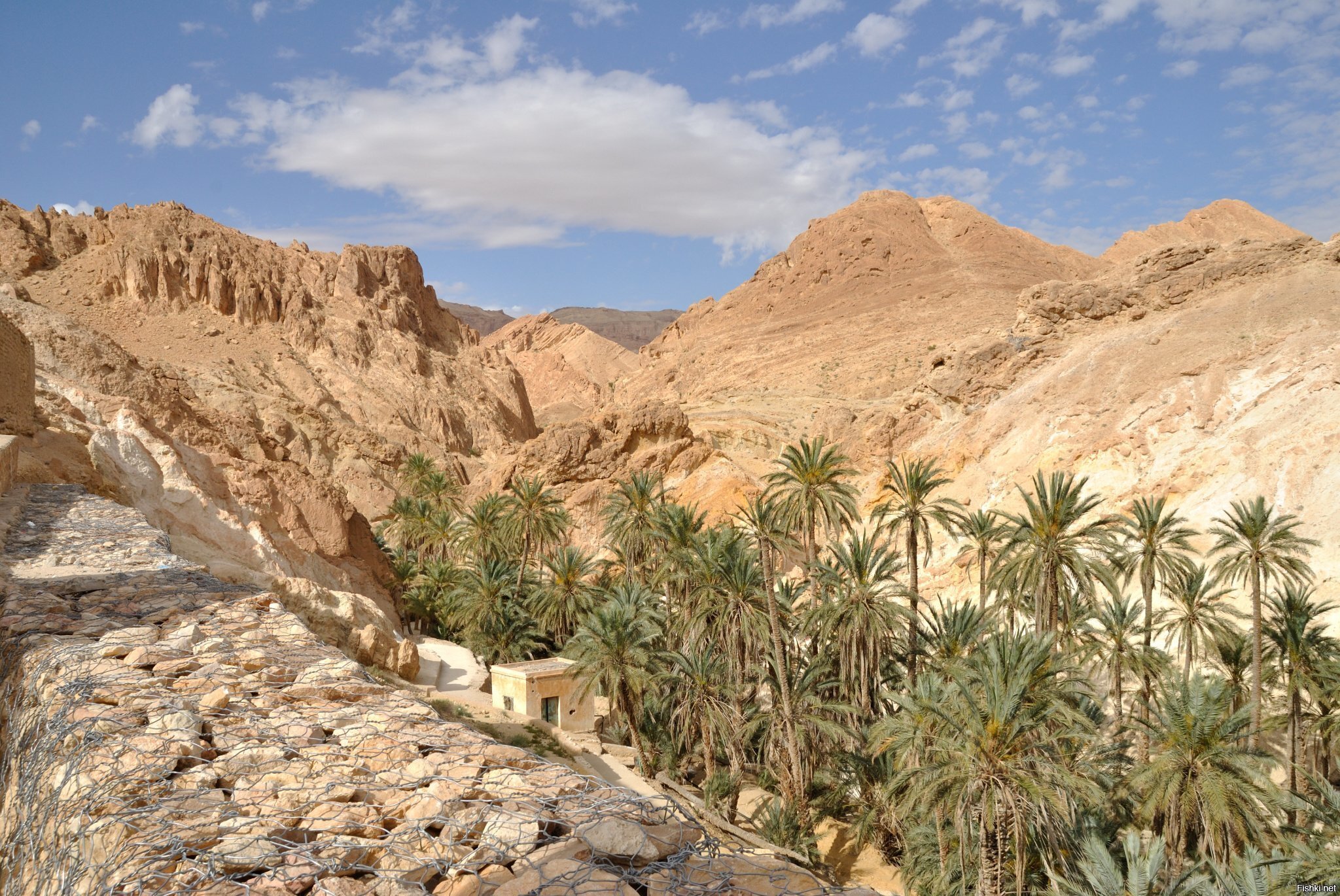 Oasis Chebika