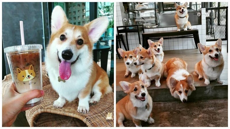 В Таиланде открылось кафе с собаками корги