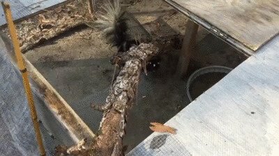 Скунса плющет