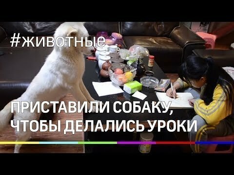 Отец приставил собаку к дочери, чтобы она делала уроки