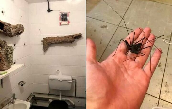 По стенам этого туалета ползают гигантские пауки и это — ад для арахнофобов
