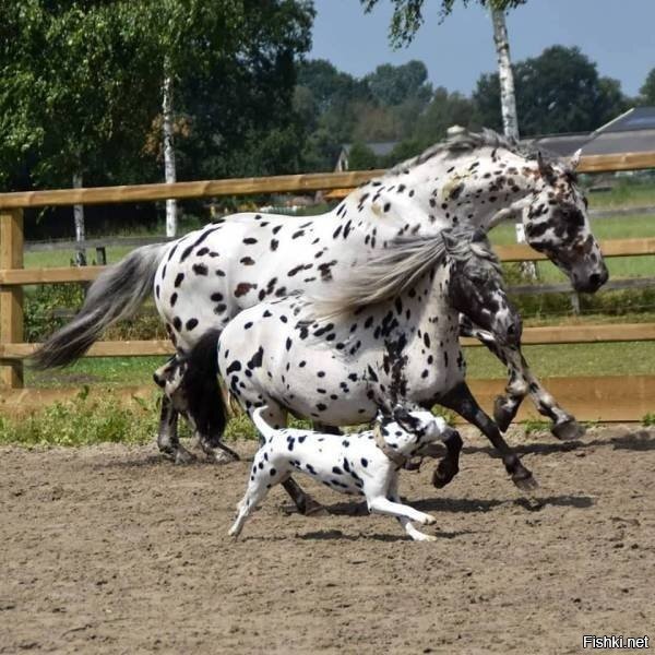 Свой среди чужих