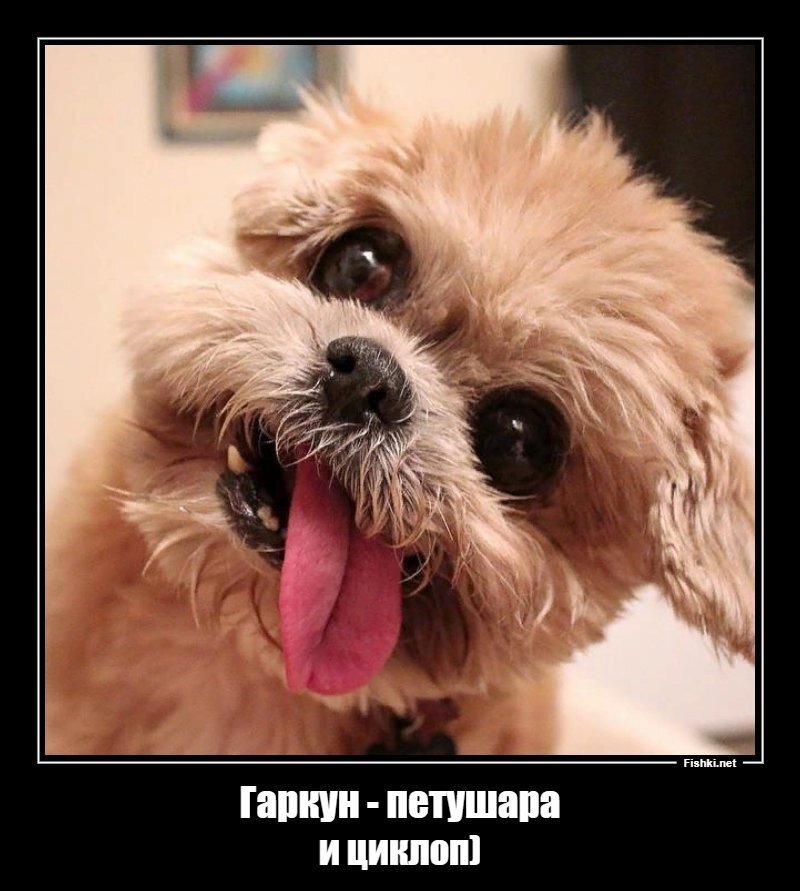 Гаркун - петушара