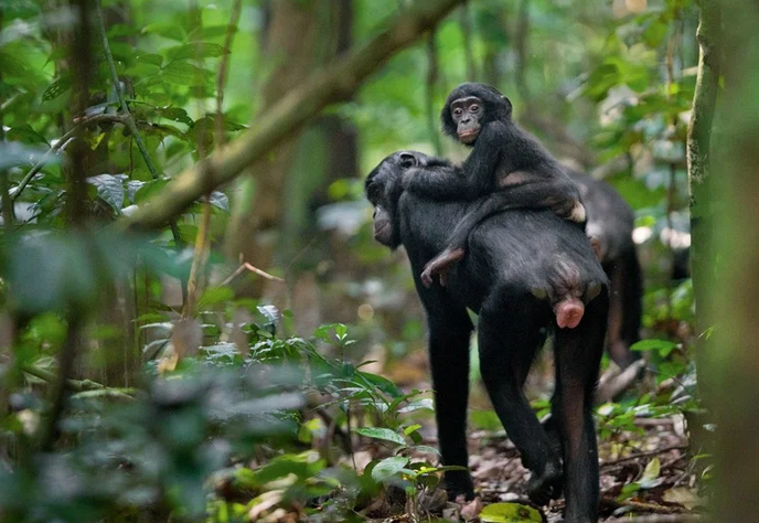 «Эффект бабушки» в нравах бонобо