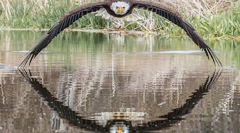 Удивительный фотоснимок, в котором громадный орёл во время своего полёта смотрит прямо в объектив камеры.