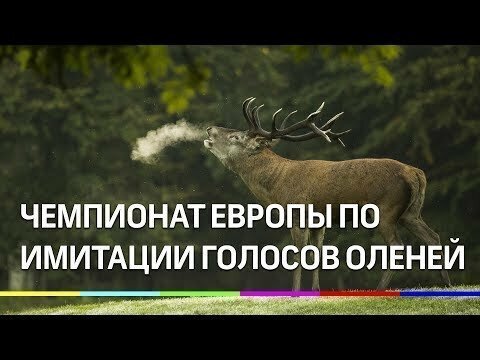 Чемпионат Европы по имитации голосов оленей среди вабильщиков