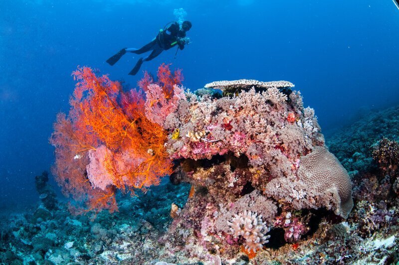 Для чего кораллы машут щупальцами?